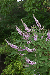 Pink Pinnacle Chaste Tree (Vitex agnus-castus 'V07-SC-OP-4') at Lakeshore Garden Centres