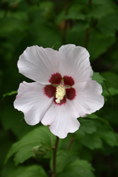 Blush Satin Rose of Sharon (Hibiscus syriacus 'Mathilde') at Lakeshore Garden Centres