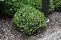Pancake Arborvitae (Thuja occidentalis 'Concesarini') at Lakeshore Garden Centres