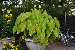Royal Hawaiian Maui Gold Elephant Ear (Colocasia esculenta 'Maui Gold') at Lakeshore Garden Centres