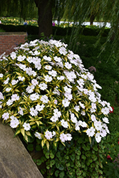 SunPatiens Vigorous Tropical White New Guinea Impatiens (Impatiens 'SAKIMP018') at Lakeshore Garden Centres