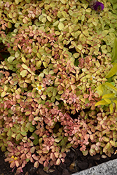 Molten Lava Shamrock (Oxalis vulcanicola 'Molten Lava') at Lakeshore Garden Centres