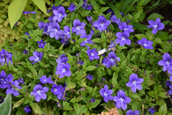 Endless Illumination Browallia (Browallia 'UNHBR12') at Lakeshore Garden Centres