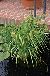 Asian Rice (Oryza sativa) at Lakeshore Garden Centres