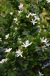 Natal Plum (Carissa macrocarpa) at Lakeshore Garden Centres