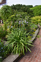 African Lily (Agapanthus africanus) at Lakeshore Garden Centres