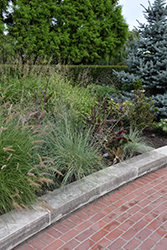 ColorGrass Sirocco Stipa Grass (Anemanthele lessoniana 'Sirocco') at Lakeshore Garden Centres
