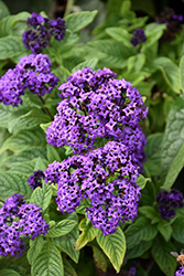 Fragrant Delight Heliotrope (Heliotropium arborescens 'Fragrant Delight') at Lakeshore Garden Centres