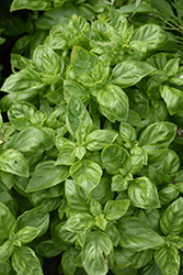 Pesto Party Basil (Ocimum basilicum 'Pesto Party') at Lakeshore Garden Centres