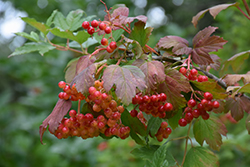 Wentworth Highbush Cranberry (Viburnum trilobum 'Wentworth') at Golden Acre Home & Garden