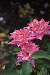 Hazel McCallion Rose (Rosa 'Hazel McCallion') at Lakeshore Garden Centres