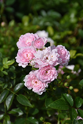 The Fairy Rose (Rosa 'The Fairy') at Green Thumb Garden Centre
