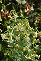 Starlight Dancer Flowering Tobacco (Nicotiana 'Starlight Dancer') at Lakeshore Garden Centres