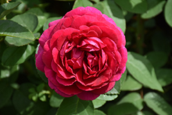 The Dark Lady Rose (Rosa 'The Dark Lady') at Lakeshore Garden Centres