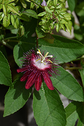 Anastasia Passion Flower (Passiflora 'Anastasia') at Lakeshore Garden Centres