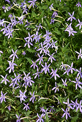 Gemini Blue Laurentia (Isotoma 'Gemini Blue') at Lakeshore Garden Centres