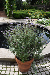 Cleveland Sage (Salvia clevelandii) at Lakeshore Garden Centres