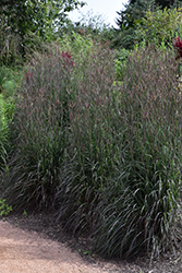 Holy Smoke Bluestem (Andropogon gerardii 'Holy Smoke') at Peter Knippel Garden Centre