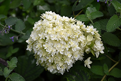 Hayes Starburst Hydrangea (Hydrangea arborescens 'Hayes Starburst') at Lakeshore Garden Centres