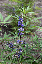 Season to Season Busy Bee Chaste Tree (Vitex 'JBG 19002') at Lakeshore Garden Centres
