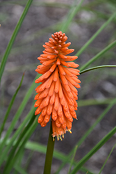 Joker's Wild Torchlily (Kniphofia 'Joker's Wild') at Lakeshore Garden Centres