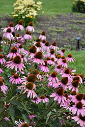 Starlight Coneflower (Echinacea 'Starlight') at Lakeshore Garden Centres
