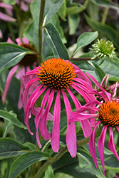 Deep Pink Showoff Coneflower (Echinacea purpurea 'Deep Pink Showoff') at Lakeshore Garden Centres