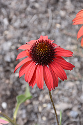 Dixie Scarlet Coneflower (Echinacea 'Dixie Scarlet') at Lakeshore Garden Centres