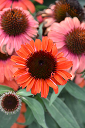 Eye-Catcher Tanager Coneflower (Echinacea 'Tanager') at Golden Acre Home & Garden