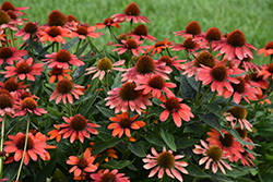 Sombrero Flamenco Orange Coneflower (Echinacea 'Balsomenco') at Lakeshore Garden Centres