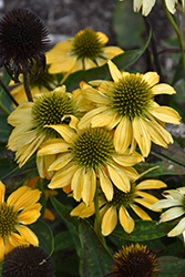 Butterfly Golden Skipper Coneflower (Echinacea 'Golden Skipper') at Lakeshore Garden Centres