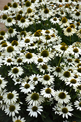 Kismet White Coneflower (Echinacea 'TNECHKW') at Peter Knippel Garden Centre
