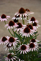 Blushing Meadow Mama Coneflower (Echinacea 'Blushing Meadow Mama') at Lakeshore Garden Centres