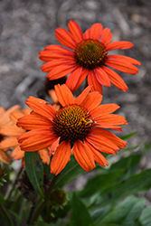 Kismet Red Coneflower (Echinacea 'TNECHKRD') at Green Thumb Garden Centre