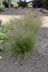 Gone With The Wind Prairie Dropseed (Sporobolus heterolepis 'Gone With The Wind') at Lakeshore Garden Centres