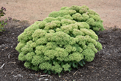 Lime Joy Stonecrop (Sedum 'Lime Joy') at Lakeshore Garden Centres