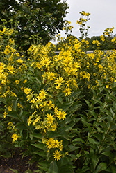 Rosinweed (Silphium integrifolium) at Lakeshore Garden Centres