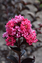 Black Diamond Precious Pink Crapemyrtle (Lagerstroemia indica 'LDC-11') at Lakeshore Garden Centres