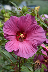 Summer Spice Plum Flambe Hibiscus (Hibiscus '4385') at Lakeshore Garden Centres