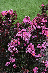 Barista Dark Roast Crapemyrtle (Lagerstroemia 'Dark Roast') at Lakeshore Garden Centres