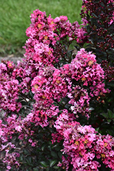 Barista Brew Ha Ha Crapemyrtle (Lagerstroemia 'Brew Ha Ha') at Lakeshore Garden Centres