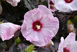 Head Over Heels Blush Hibiscus (Hibiscus 'RutHib1') at Lakeshore Garden Centres