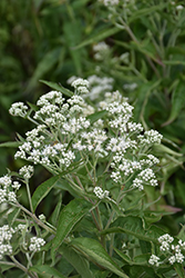 Polished Brass Joe Pye Weed (Eupatorium 'Polished Brass') at Lakeshore Garden Centres