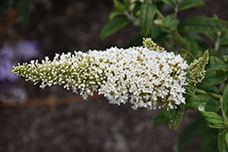 Pugster White Butterfly Bush (Buddleia 'SMNBDW') at Lakeshore Garden Centres