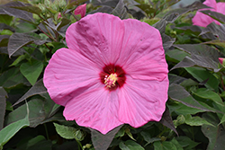 Head Over Heels Adore Hibiscus (Hibiscus 'RutHib3') at Lakeshore Garden Centres