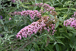 Buzz Soft Pink Butterfly Bush (Buddleia davidii 'Tobudsopi') at Lakeshore Garden Centres
