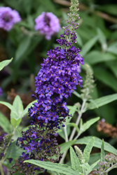 Asian Moon Butterfly Bush (Buddleia 'Asian Moon') at Lakeshore Garden Centres