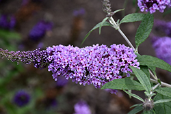 Buzz Lavender Butterfly Bush (Buddleia davidii 'Tobudviole') at Lakeshore Garden Centres