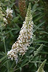Buzz Ivory Butterfly Bush (Buddleia davidii 'Tobuivo') at Lakeshore Garden Centres