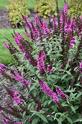 Buzz Hot Raspberry Butterfly Bush (Buddleia davidii 'Buzz Hot Raspberry') at Lakeshore Garden Centres